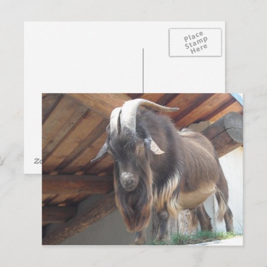 Billy Goat Postkarte (Vorne/Hinten)