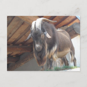 Billy Goat Postkarte