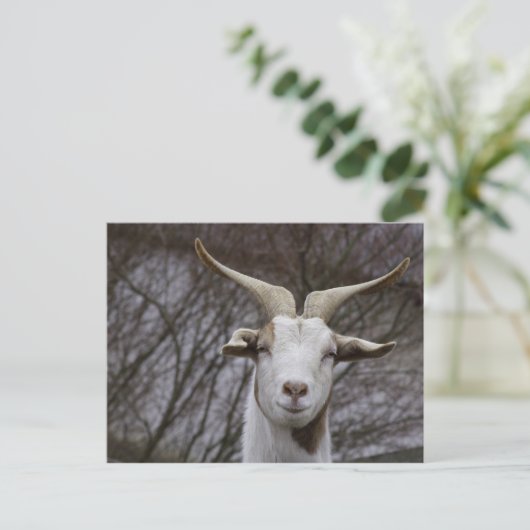 Billy Goat Postkarte (Stehend Vorderseite)