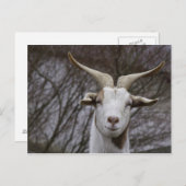 Billy Goat Postkarte (Vorne/Hinten)