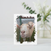 Billy Goat Postkarte (Stehend Vorderseite)
