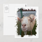 Billy Goat Postkarte (Vorne/Hinten)