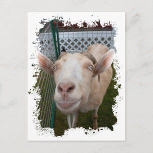 Billy Goat Postkarte