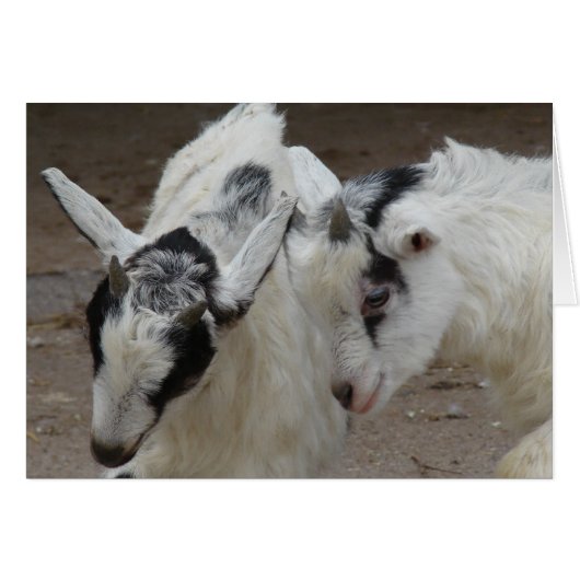 Billy Play (Vorderseite (Horizontal))