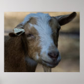 Billy Poster (Vorne)