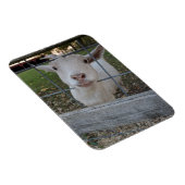 Billy Ziege Magnet (Rechte Seite)