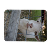 Billy Ziege Magnet (Horizontal)