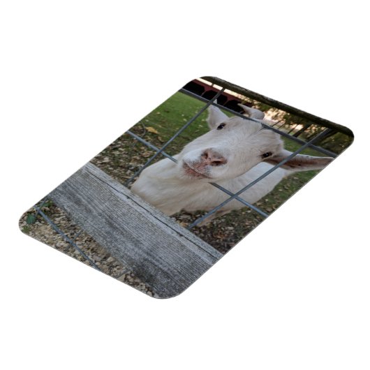 Billy Ziege Magnet (Linke Seite)