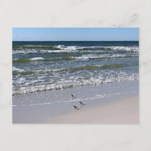 Biloxi Beach Vögel Naturfotografie Postkarte