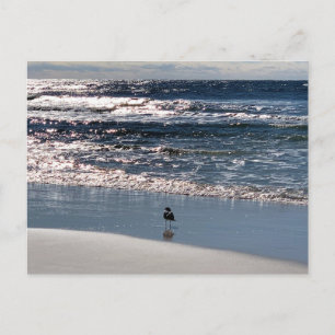 Biloxi Möwen Naturfotografie Postkarte
