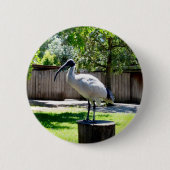 Bin Chicken (ibis) auf einem Baumstumpf, Button (Vorderseite)