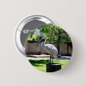 Bin Chicken (ibis) auf einem Baumstumpf, Button (Vorne & Hinten)