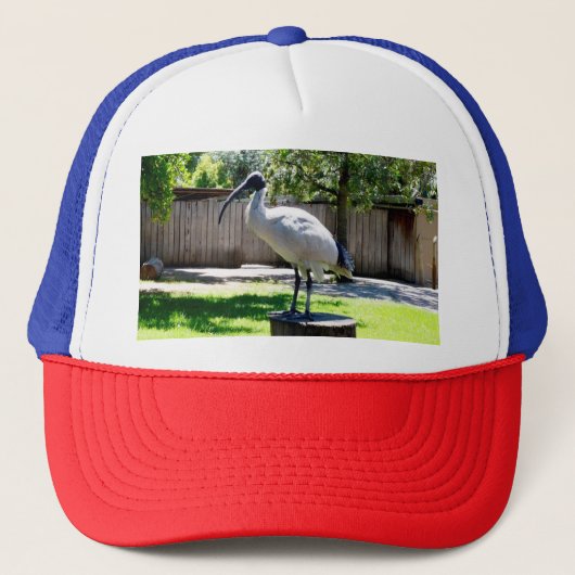 Bin Chicken (ibis) auf einem Baumstumpf, Truckerkappe (Vorderseite)