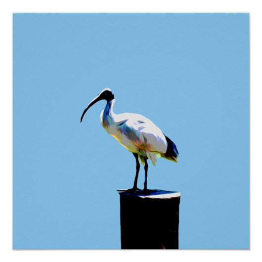 Bin Chicken, (Ibis) Öl Paint Glossy Poster (Vorderseite)