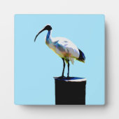 Bin Chicken, (Ibis) Ölfarbe, Fotoplatte (Vorderseite)