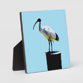 Bin Chicken, (Ibis) Ölfarbe, Fotoplatte (Vorderseite)
