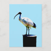 Bin Chicken, (Ibis) Ölfarbe, Postkarte (Vorderseite)