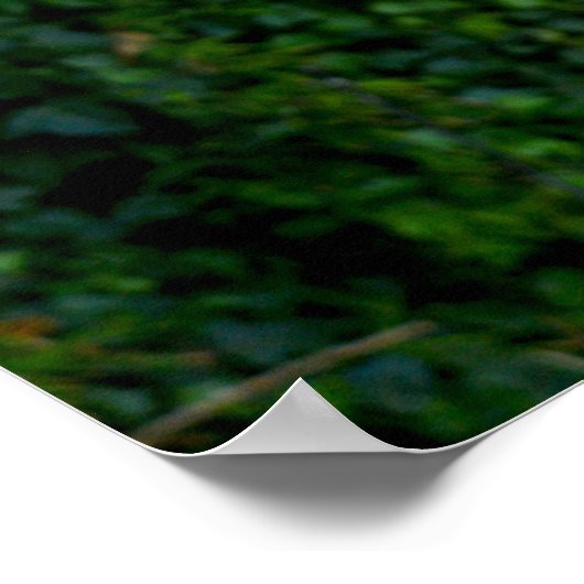 Bin Chicken Pfftt (Ibis) Poster (Ecke)