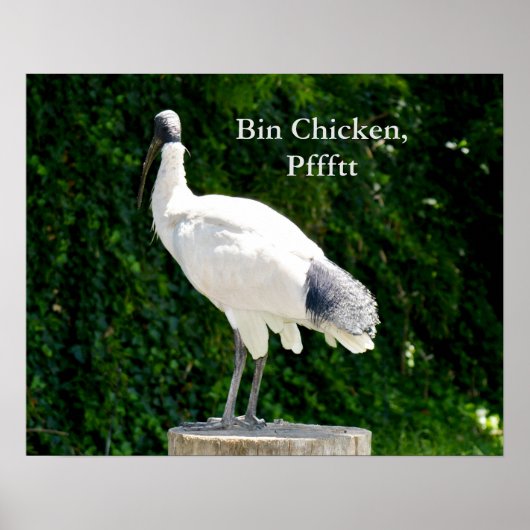 Bin Chicken Pfftt (Ibis) Poster (Vorne)