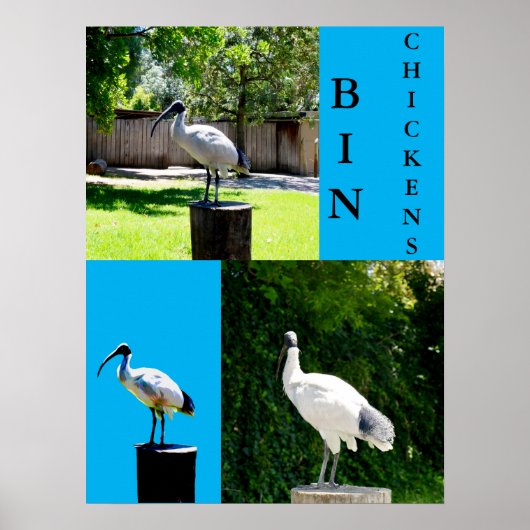 Bin Chickens (Ibis) Poster (Vorne)