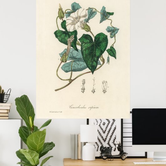 Bindung (Convolvulus sepium) aus medizinischer Bot Poster (Heimbüro)