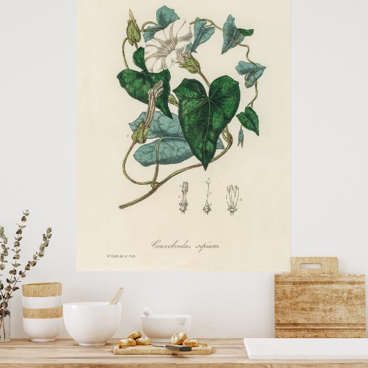 Bindung (Convolvulus sepium) aus medizinischer Bot Poster (Küche)