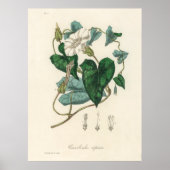 Bindung (Convolvulus sepium) aus medizinischer Bot Poster (Vorne)