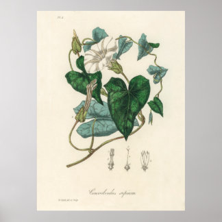 Bindung (Convolvulus sepium) aus medizinischer Bot Poster