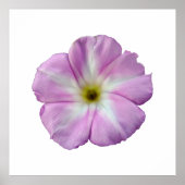 Bindweed #1 poster (Vorne)