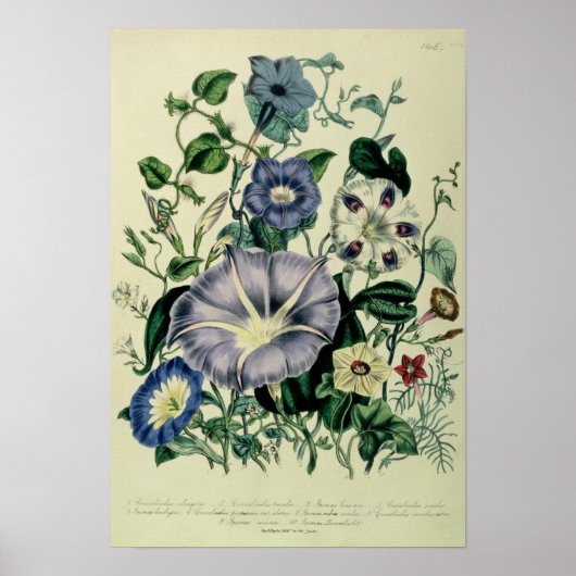 Bindweed, Teller 26 von "The Ladys Poster (Vorne)