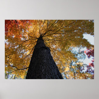 Binghamton Oktober 2008 17 Poster