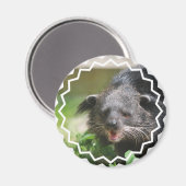 Binturong Magnet (Vorderseite/Rückseite)