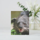 Binturong Postcard Postkarte (Stehend Vorderseite)