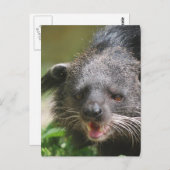 Binturong Postcard Postkarte (Vorne/Hinten)