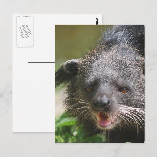 Binturong Postcard Postkarte (Vorne/Hinten)