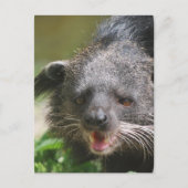 Binturong Postcard Postkarte (Vorderseite)