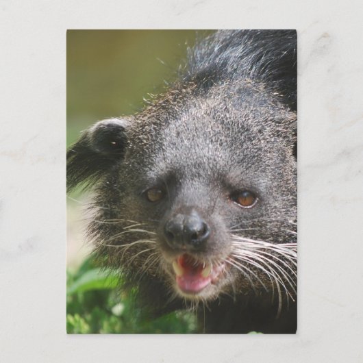 Binturong Postcard Postkarte (Vorderseite)