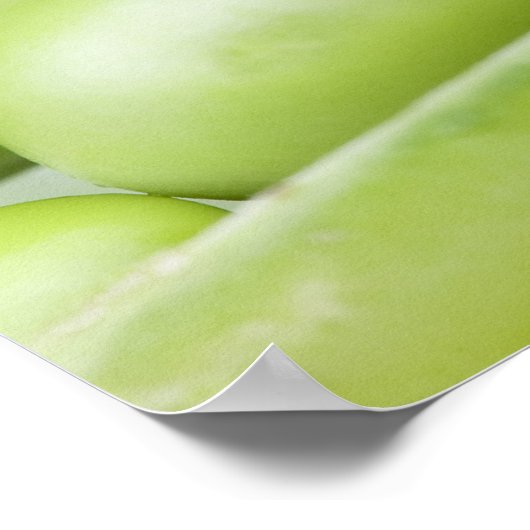 Bio Erbsen, frisch Poster (Ecke)