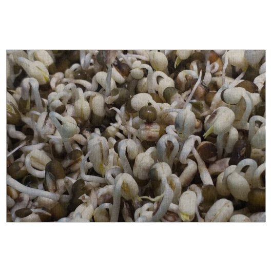 Bio Mung Sprouts - ein nährstoffverpacktes Superfo Stoff (Yard (91,4 cm))