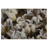 Bio Mung Sprouts - ein nährstoffverpacktes Superfo Stoff (Fat Quarter (45,7 x 55,9 cm))