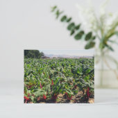 Bio Rotes Meer Postkarte (Stehend Vorderseite)