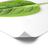 Bio Spinatleaf Nahtloses Muster Poster (Ecke)