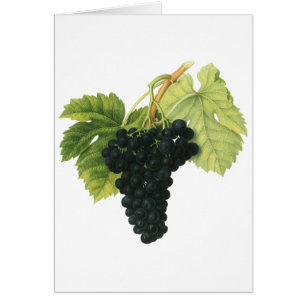 Bio-Traube Rotwein, Lebensmittel Obst
