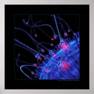 Biologie: Attraktivität Poster