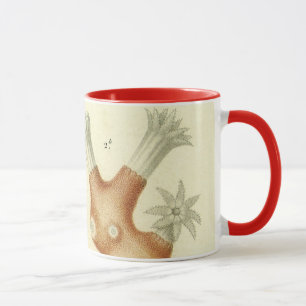 Biologie-Lehrbuch, alte Korallentiere Tasse