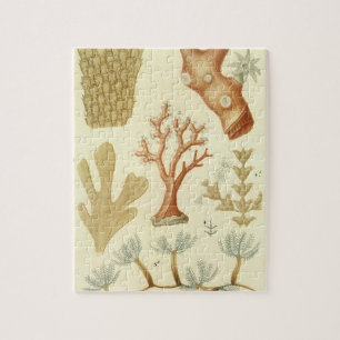 Biologie-Schulbuch, Korallentiere in altertümliche Puzzle