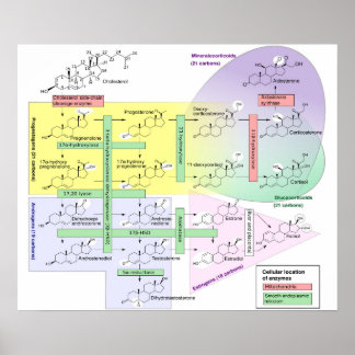 Biologische Chemikalie des menschlichen Steroidoge Poster