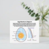 Biologische Darstellung der Anatomie eines Eiers Postkarte (Stehend Vorderseite)