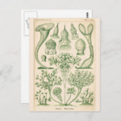 Biologische Illustration der grünen Flora Postkarte (Vorne/Hinten)