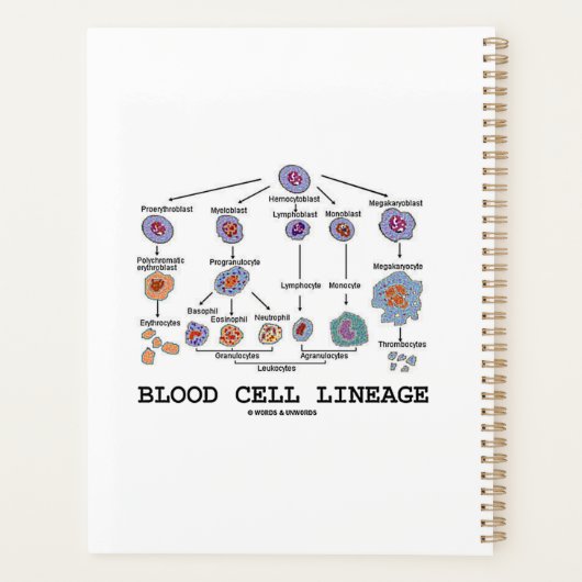 Biologische Medizin für die Blutkörperchen Planer (Rückseite)